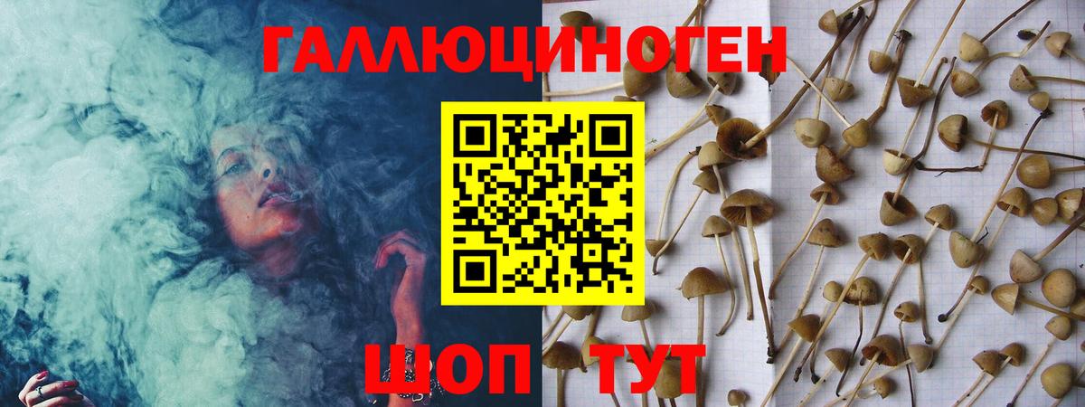 Псилоцибиновые грибы Psilocybe  Вход с VPN  Знаменск 